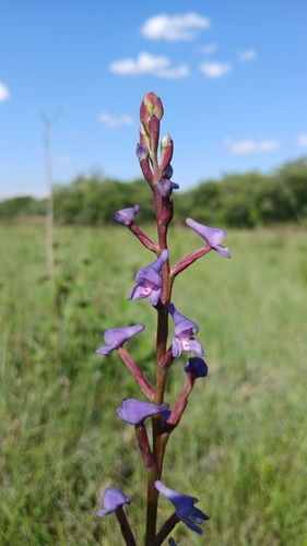 Disa equestris