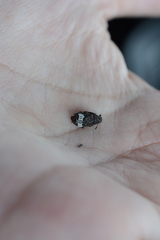 Eurymycter fasciatus