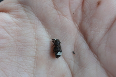 Eurymycter fasciatus