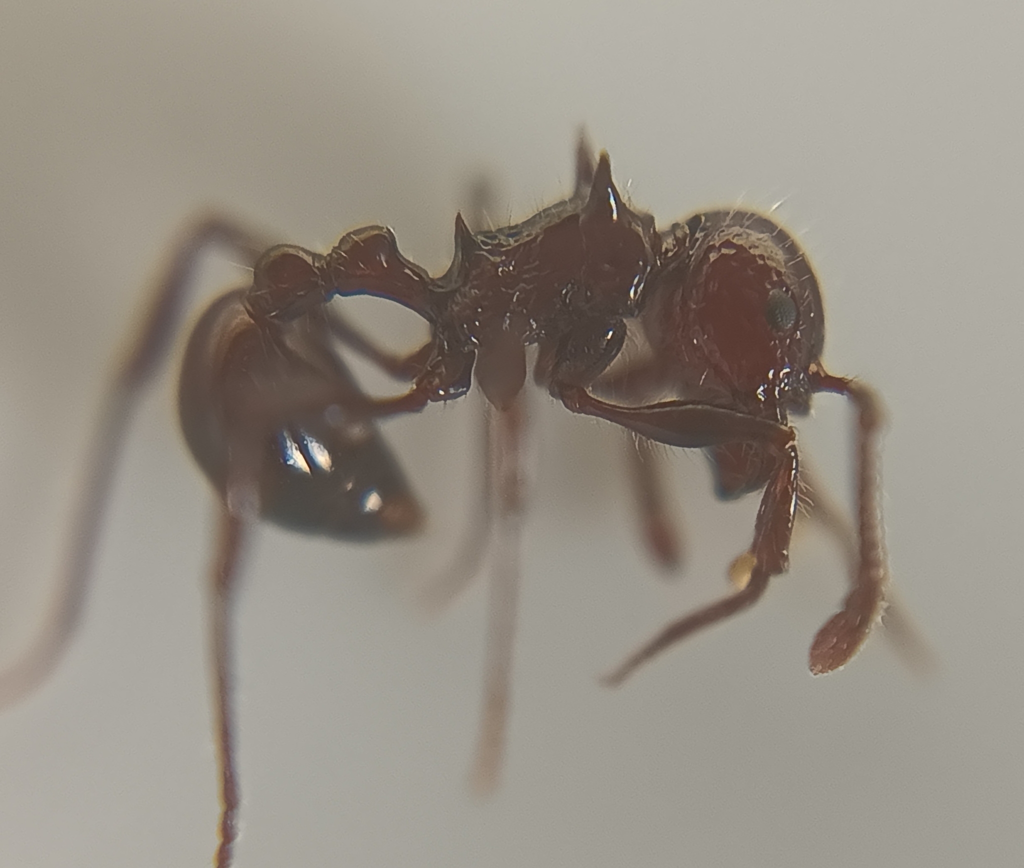 Pristomyrmex cebuensis