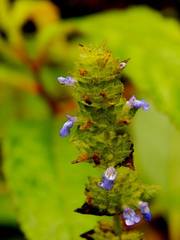 Salvia lasiocephala