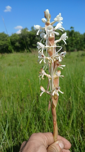 Satyrium buchananii
