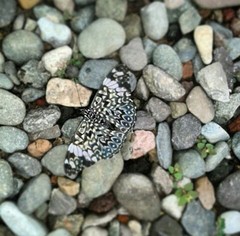 Hamadryas amphinome mazai