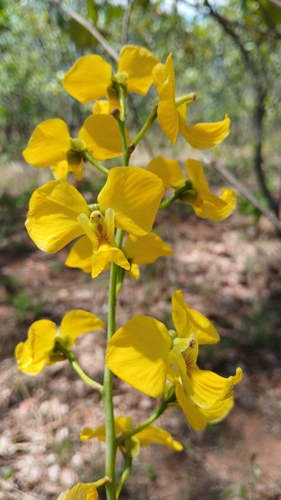 Golden Harlequin