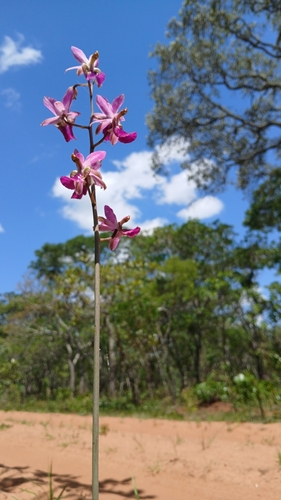 Livingstones Harlequin
