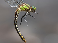 Ophiogomphus mainensis