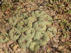 Lophophora diffusa