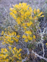 Tetradymia nuttallii