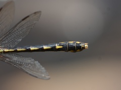 Ophiogomphus mainensis