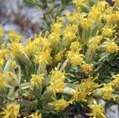 Tetradymia nuttallii