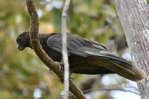Lesser Vasa Parrot (Coracopsis nigra), photo 6