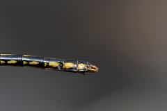 Ophiogomphus mainensis