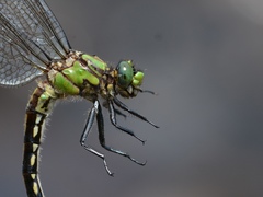 Ophiogomphus mainensis