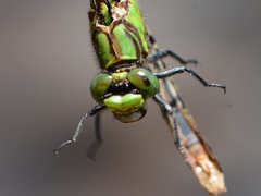 Ophiogomphus mainensis