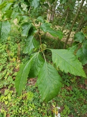 Crataegus gaylussacia