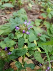 Prunella vulgaris vulgaris