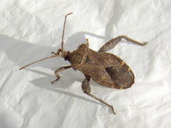Acanthocoris sordidus