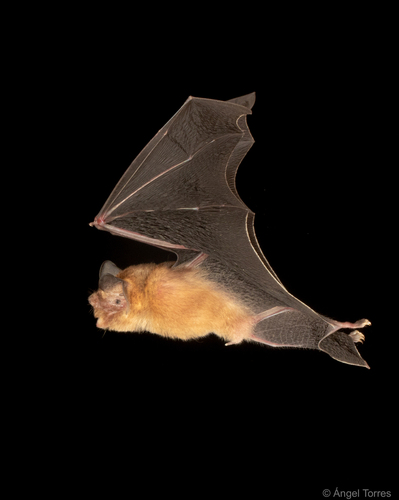 Gervais's Funnel-eared Bat (Nyctiellus lepidus) — Least Concern Mammalia