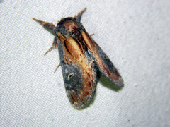 Notodonta scitipennis