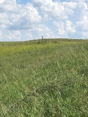 Bartramia longicauda