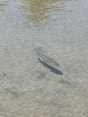 Micropterus salmoides