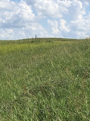 Bartramia longicauda