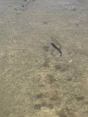 Micropterus salmoides