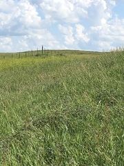 Bartramia longicauda