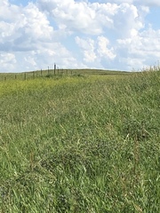 Bartramia longicauda