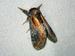 Notodonta scitipennis