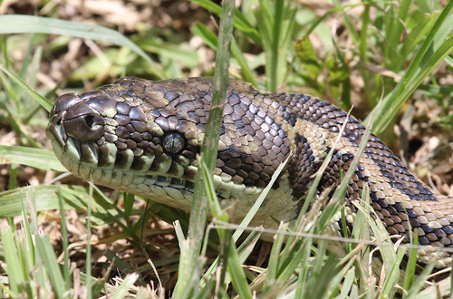 Coastal Carpet Python sighting