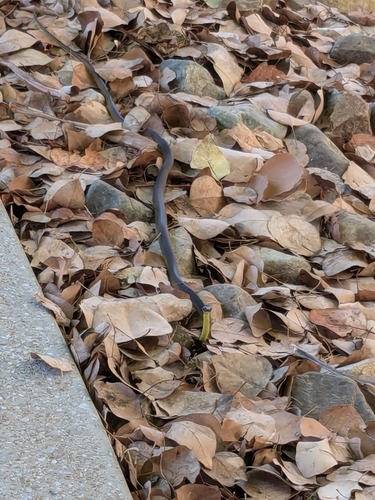Common Tree Snake sighting