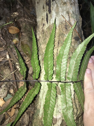 Big-ear twinsorus fern (Diplazium wichurae)