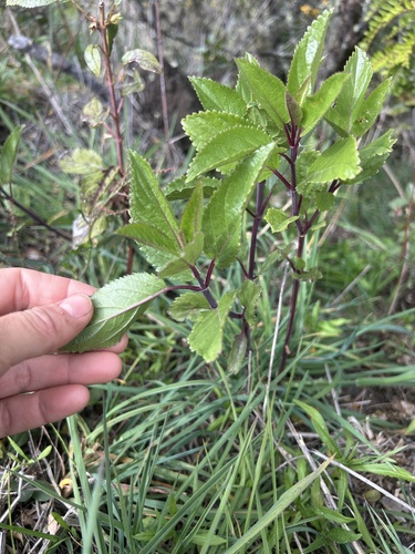 Stenogyne rugosa observed 2024-11-24