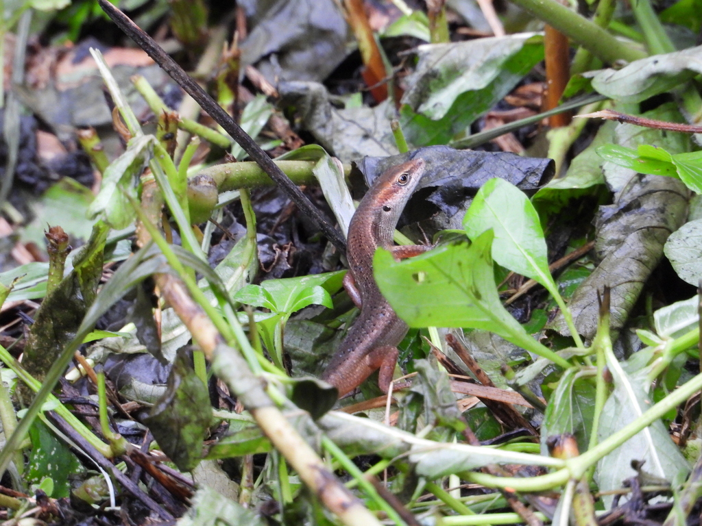 Bomberai Rainbow Skink