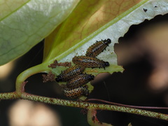 Lilioceris formosana