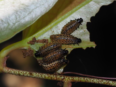 Lilioceris formosana