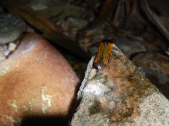 Oncometopia rufipennis