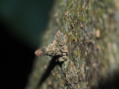 Striglocyrbasia meguae