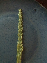 Triticum aestivum