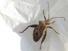 Acanthocoris sordidus
