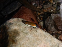 Oncometopia rufipennis