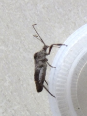 Acanthocoris sordidus