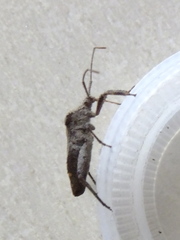 Acanthocoris sordidus