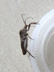 Acanthocoris sordidus