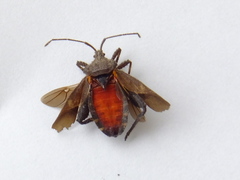 Acanthocoris sordidus