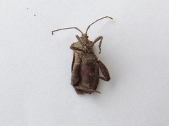 Acanthocoris sordidus