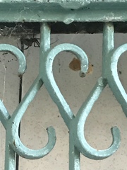 Arachnida