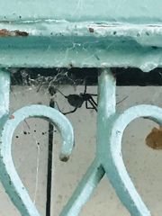 Arachnida