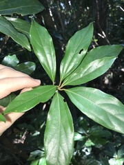 Neolitsea aciculata, photograph author not stated, no rights reserved